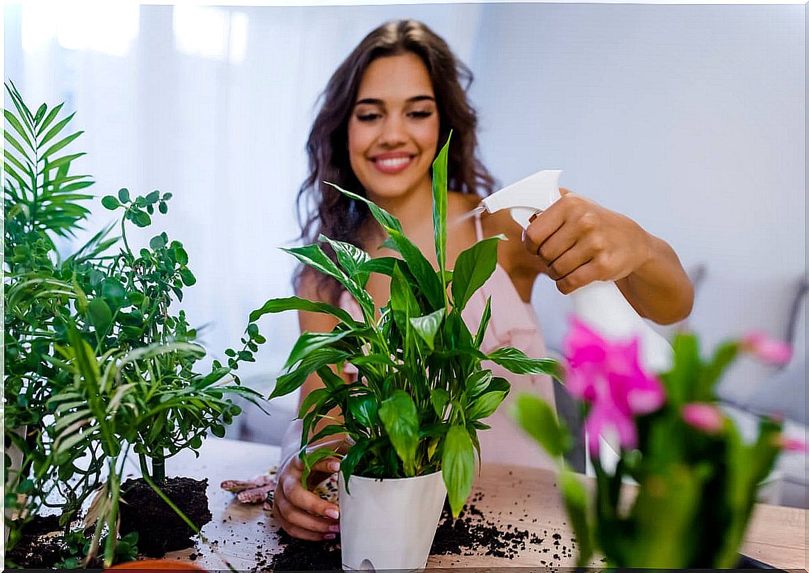 7 psychological benefits of having plants