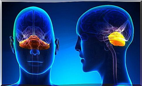 Cerebellum