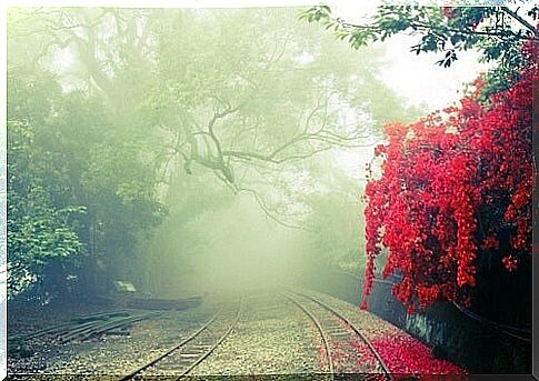 forest symbolizing the text "It's called calm", by the Dalai Lama