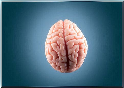 Human brain