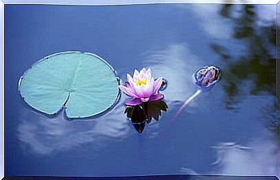 water lily representing the law of least effort