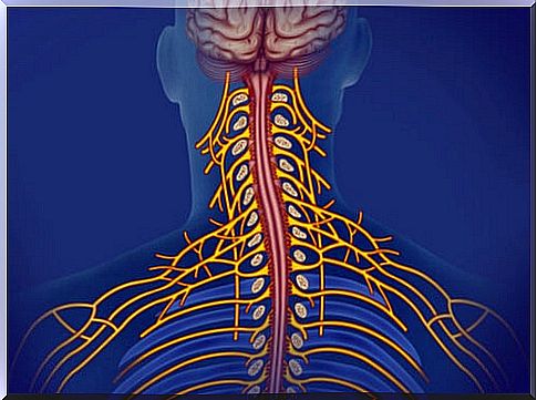 Somatic nervous system: characteristics and functions