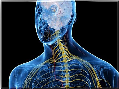 Profile of a man with colored nervous system