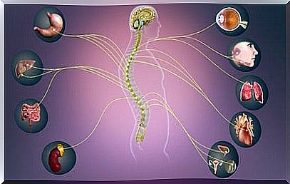 sympathetic nervous system