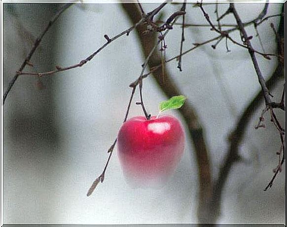 apple suspended in a tree