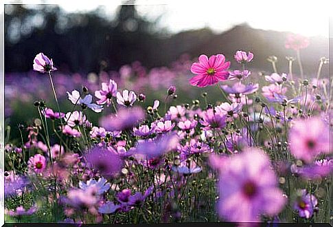 purple flowers