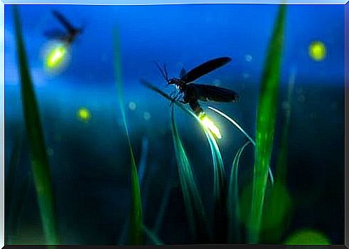 The metaphor of the firefly: being light in the dark