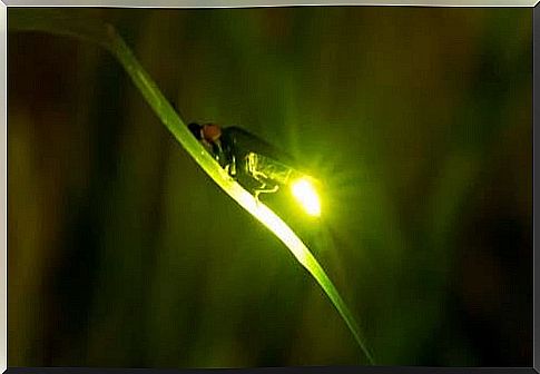 Firefly