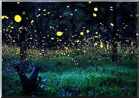 Fireflies at night