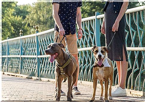 Two strangers talking to their dogs